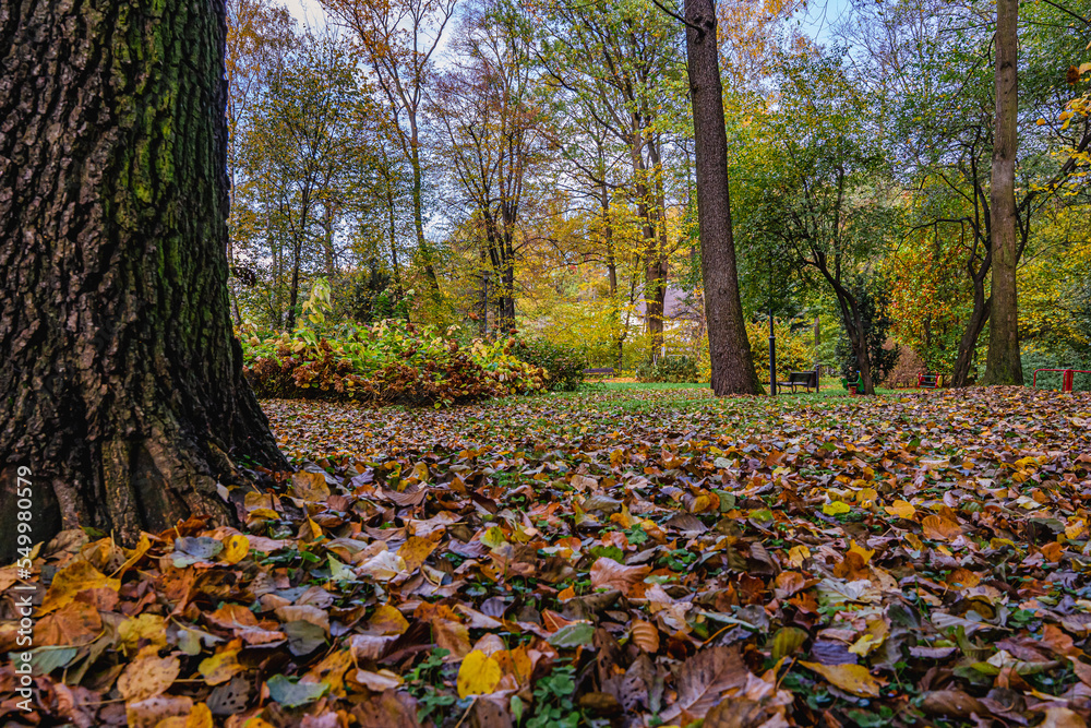 Jesień w parku, Park Olszynka na Śląsku w Polsce gmina Gorzyce jesienią