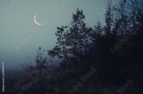moon and trees, dark landsc...