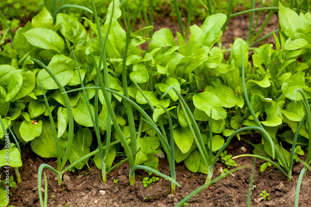 Growing greens on vegetable bed in spring garden. Assorted ingredients for vegetarian salad. Leaves of beets, onions and garlic on ecofarm. Growing greens on vegetable bed in spring garden. Assorted ingredients for vegetarian salad. Leaves of beets, onions and garlic on ecofarm.