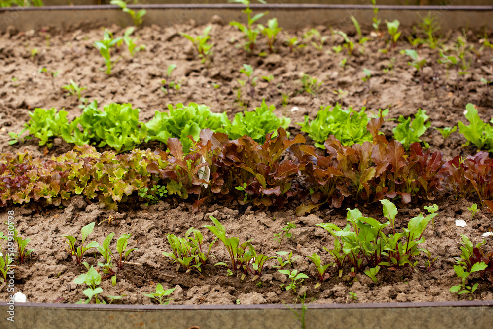 Wooden vegetable bed box with soil in the home garden. Ecology and homegrowing concept Wooden vegetable bed box with soil in the home garden. Ecology and homegrowing concept