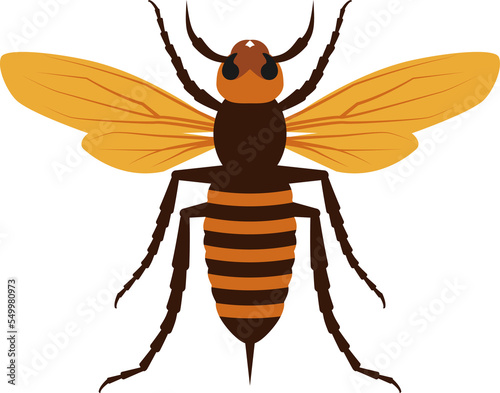 Asian giant Murder Hornet insect photo