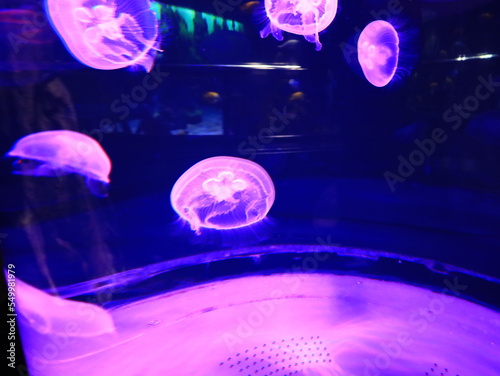 View on a jellyfish in the Loro Parque located in the city of Puerto de la Cruz on Tenerife. 