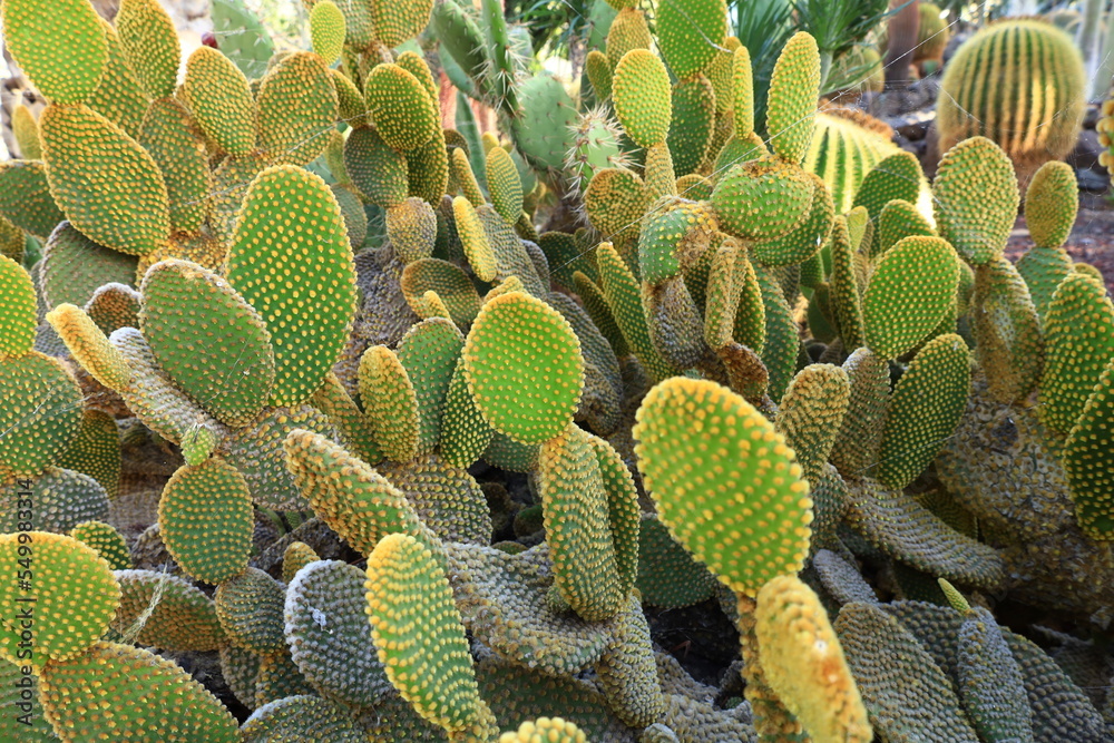 View on cactus in the Cactualdea Park of Gran Canaria View on cactus in the Cactualdea Park of Gran Canaria