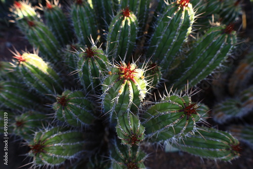 View on cactus in the Cactualdea Park of Gran Canaria photo
