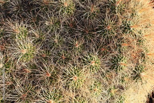 View on cactus in the Cactualdea Park of Gran Canaria photo