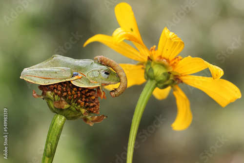 A green tree frog is preying on a caterpillar s are hunting for prey on a yellow wildflower. This amphibian has the scientific name Rhacophorus reinwardtii. photo