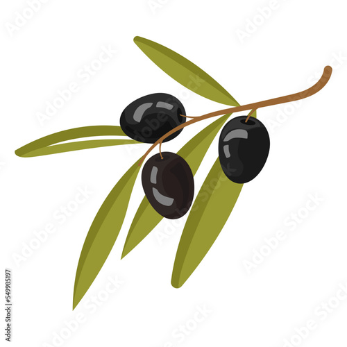 olive oil labels. Olive tree, branches and drop. Black olives. Green olives. 