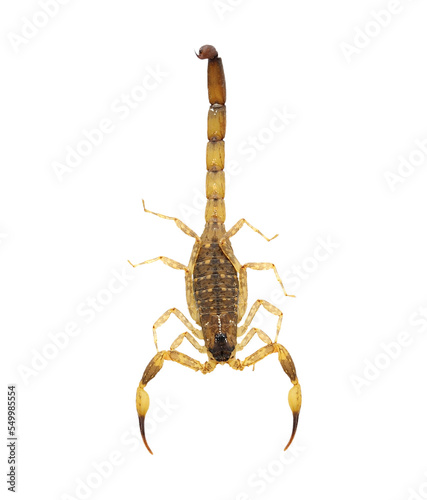 Scorpion  isolated on transparent png