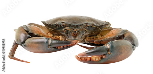  sea crab isolated on transparent png