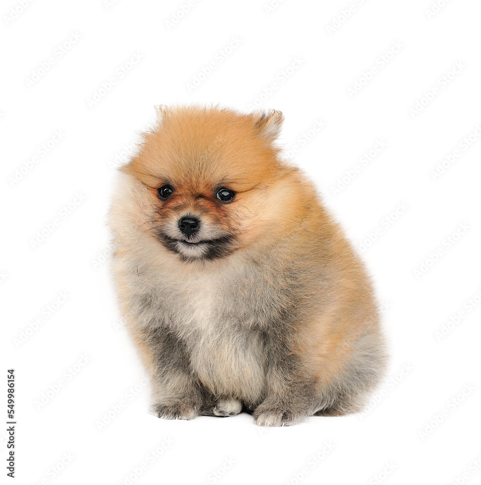 Pomeranian Spitz dog. Portrait on transparent png Pomeranian Spitz dog. Portrait on transparent png