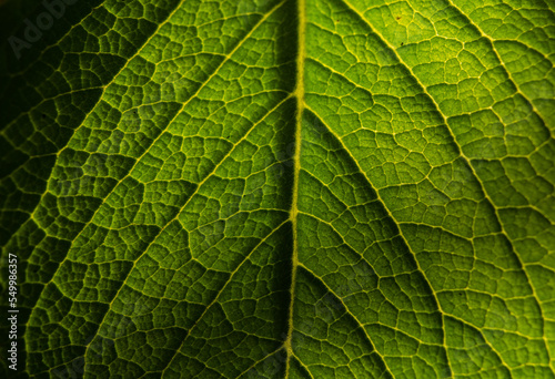 Detalhes de folha fresca em foto macro photo