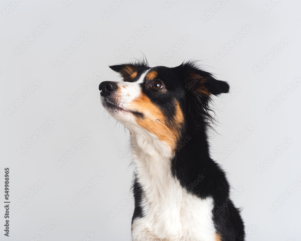 Tricolour border collie in a white studio sit stay tricks tongue Tricolour border collie in a white studio sit stay tricks tongue