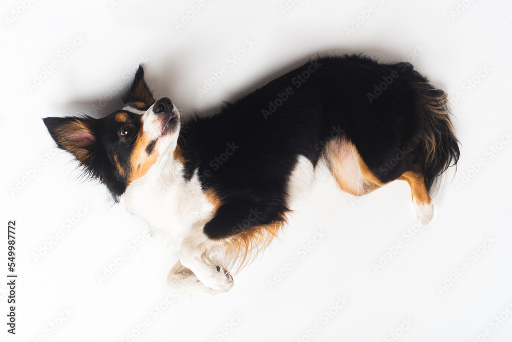 Obraz premium Tricolour border collie in a white studio sit stay tricks tongue 