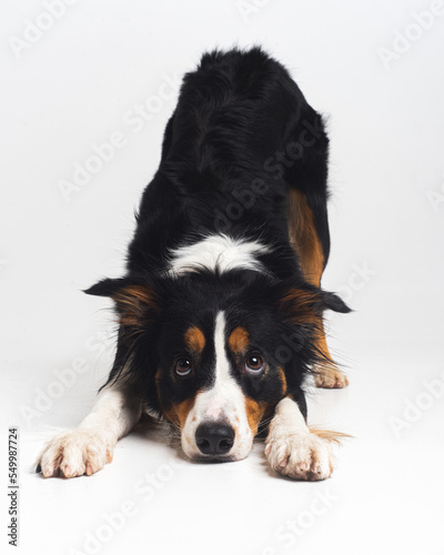 Obraz na płótnie Tricolour border collie in a white studio sit stay tricks tongue 