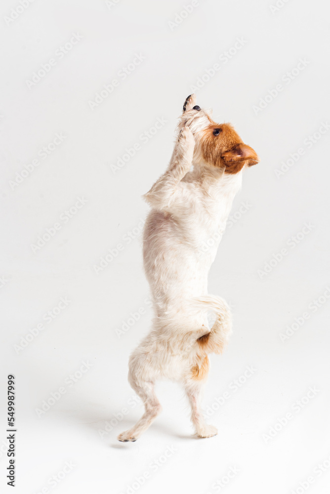 Fototapeta premium white and red parson terrier playing sit stay in white studio isolated