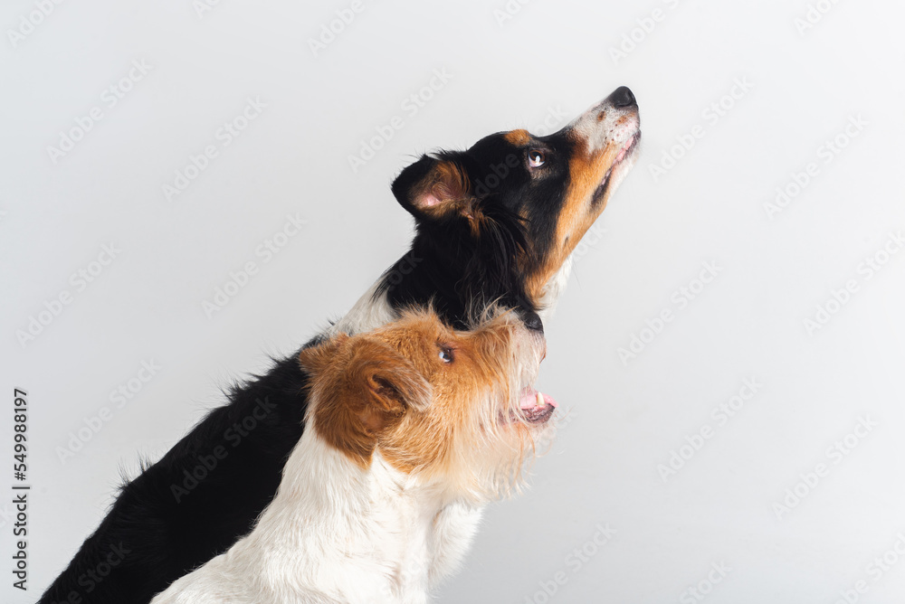 tricolour border collie and parson terrier sit stay starring together in white studio