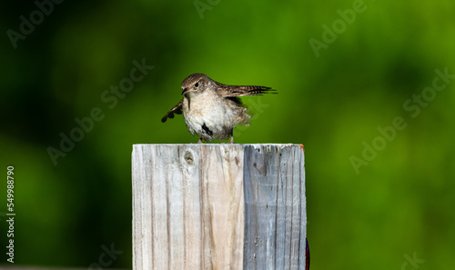 House Wren display