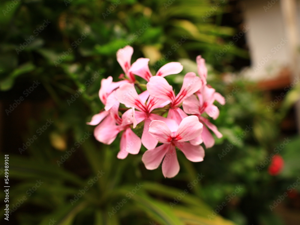 Flower in a botanical garden of Tenerife Flower in a botanical garden of Tenerife