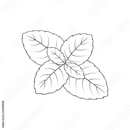 Basil, herb. Hand drawn vector illustration.	
