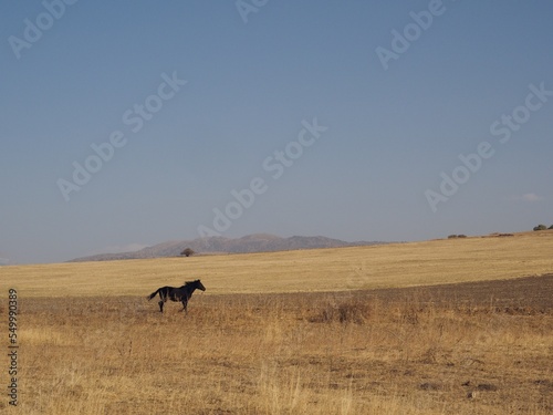 A horse runs in mountains of the Western Tien Shan  Kazakhstan