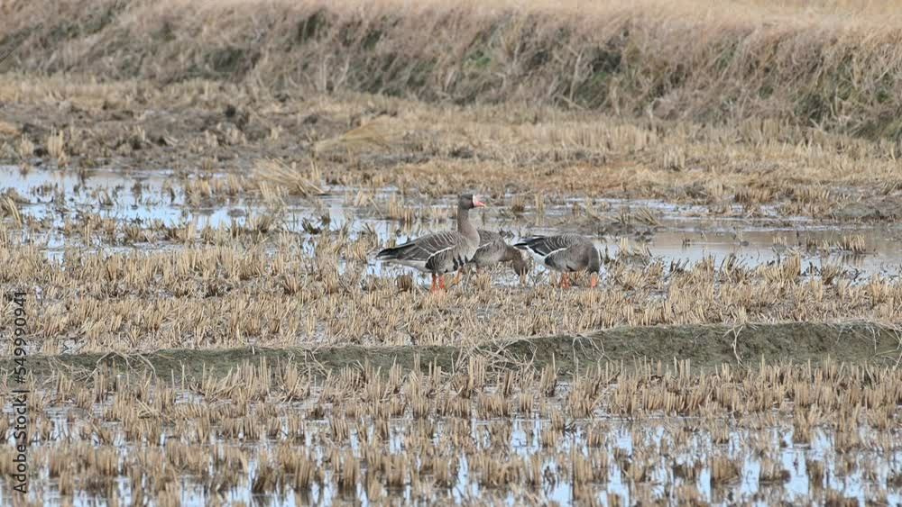 Greater white-fronted goose active in winter feeding. Landscape of Greater white-fronted goose feeding activity in Ganghwa Island, Korea. Winter rice field scenery in Ganghwa Island, Incheon. Greater white-fronted goose active in winter feeding. Landscape of Greater white-fronted goose feeding activity in Ganghwa Island, Korea. Winter rice field scenery in Ganghwa Island, Incheon.
