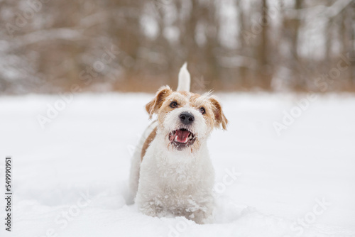 Fototapeta Naklejka Na Ścianę i Meble -  Puppy Jack Russell Terrier. The dog is standing in the white snow