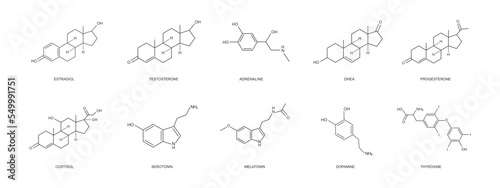 Different hormons icons set. Estradiol, progesterone, testosterone, adrenaline, DHEA, cortizol, dopamine, serotonin, melatonin, thyroxine chemical molecular structure. Vector outline illustration photo