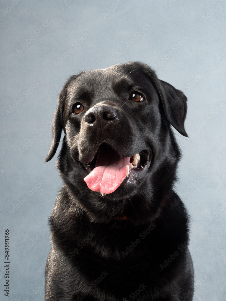 Portrait of a dog on blue background Portrait of a dog on blue background