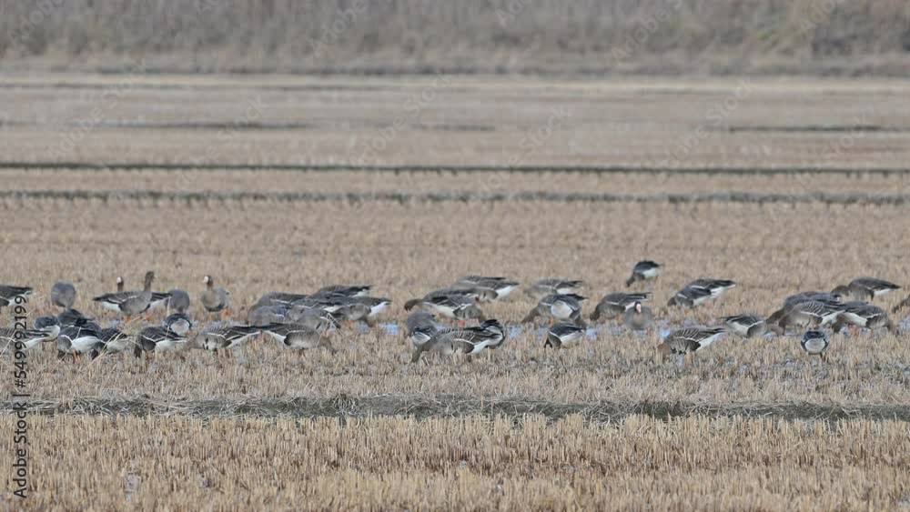 Greater white-fronted goose active in winter feeding. Landscape of Greater white-fronted goose feeding activity in Ganghwa Island, Korea. Winter rice field scenery in Ganghwa Island, Incheon. Greater white-fronted goose active in winter feeding. Landscape of Greater white-fronted goose feeding activity in Ganghwa Island, Korea. Winter rice field scenery in Ganghwa Island, Incheon.