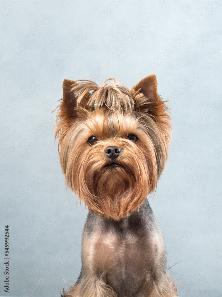 Portrait of a dog on blue background