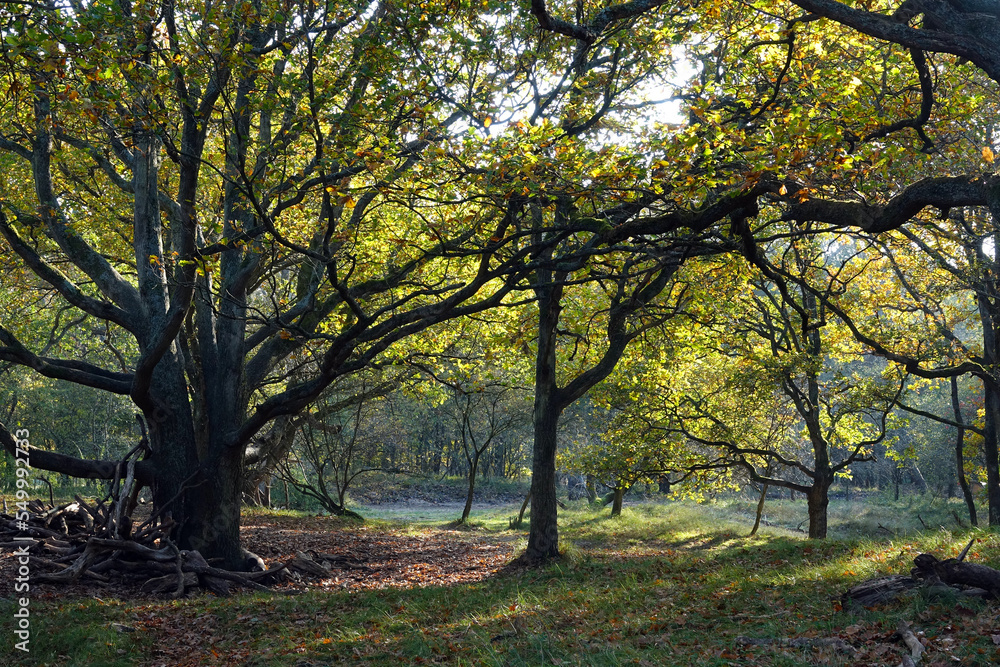 Autumn in the dunes of the Hague in Zuid-Holland Autumn in the dunes of the Hague in Zuid-Holland