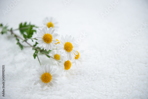 満開の菊の花