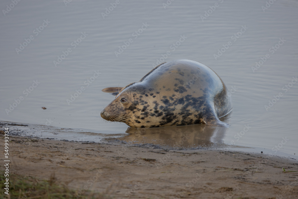 Fototapeta premium Atlantic Grey Seals