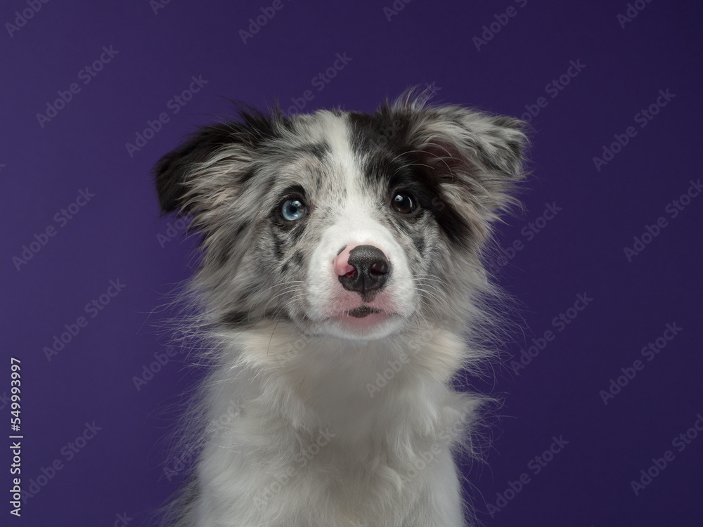 Portrait of a puppy, a marble border collie on a violet background Portrait of a puppy, a marble border collie on a violet background
