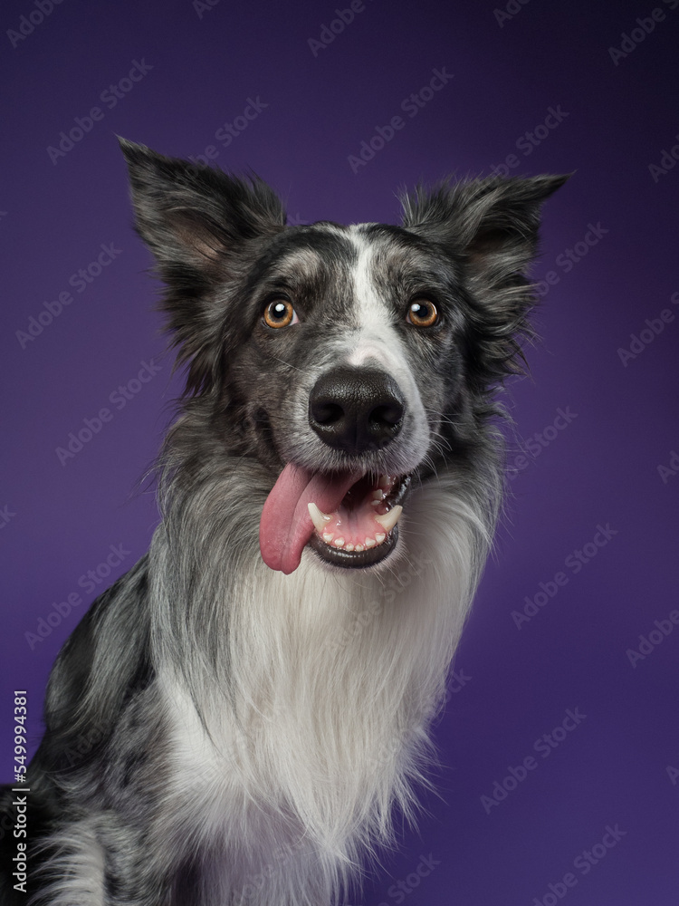 Portrait of a marble border collie on a violet background Portrait of a marble border collie on a violet background