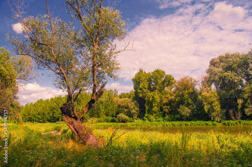 Beautiful landscape showing old forest beside river on a sunny summer day