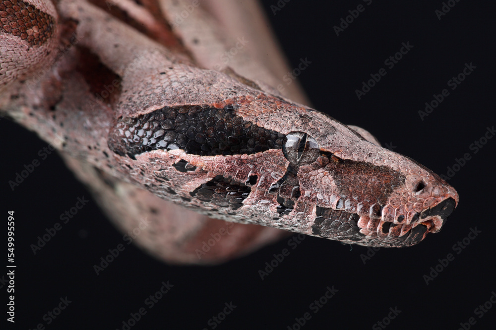 Fototapeta premium A portrait of a Boa Constrictor against a black background 