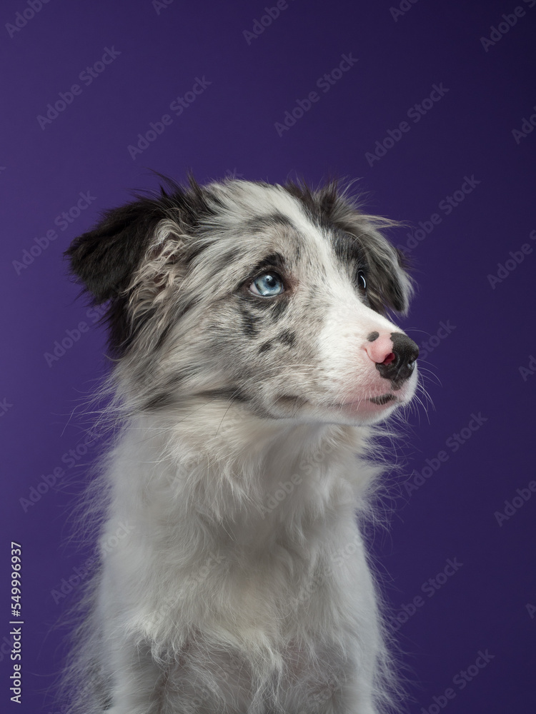 Portrait of a puppy, a marble border collie on a violet background