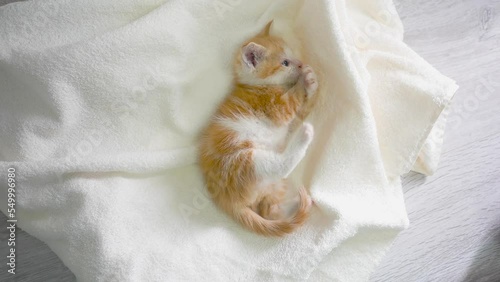 Adorable little cute ginger kitty. Funny home pet cat. Slow motion.