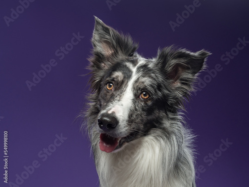 Portrait of a marble border collie on a violet background © Daria