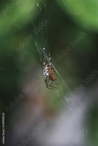 A spider sitting on a web on a dark green background. A spider web with a close-up on a blurry background. A spider in a web. Selective focus, close-up image. Vertical image.