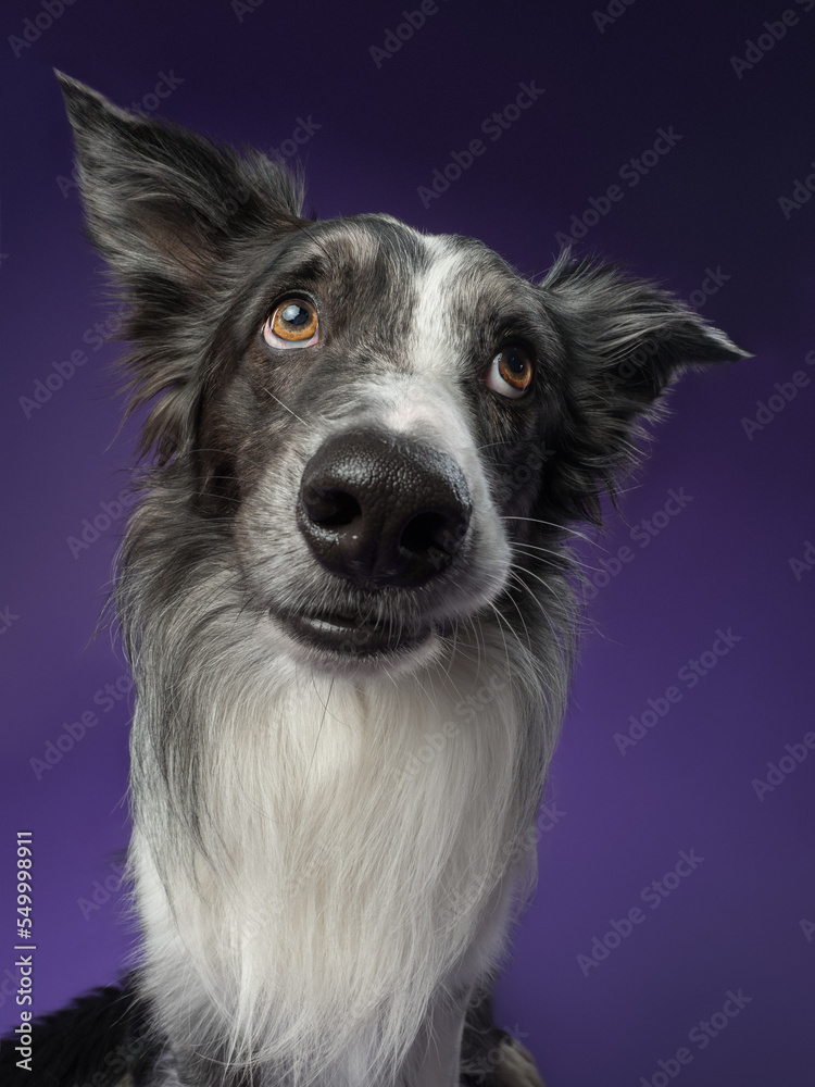 Portrait of a marble border collie on a violet background