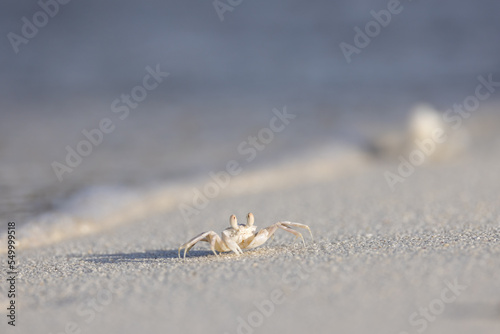 Crab at the sandy white beach of Maledives