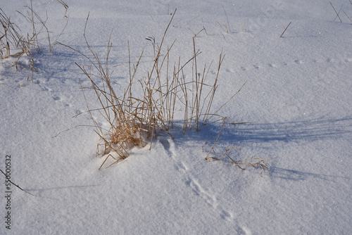 dry grass in the snow,with dry grass and animal tracks under the snow, nature in winter