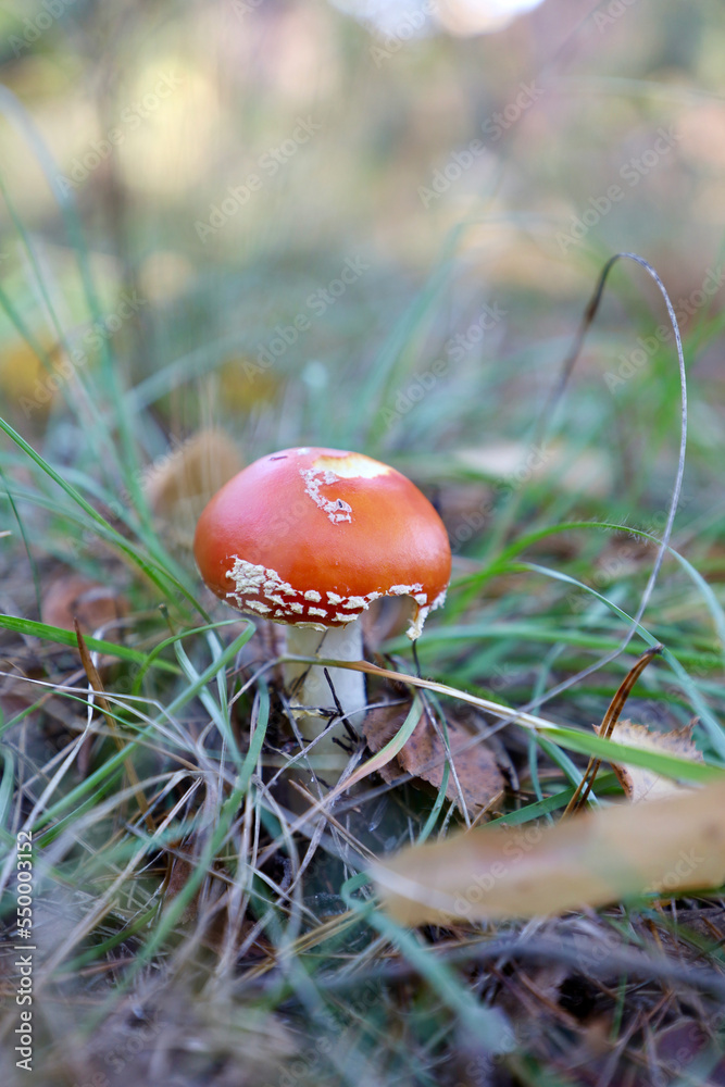 Mushrooms in the wild. Mushroom among grass and leaves. Edible and Poisonous Mushrooms Mushrooms in the wild. Mushroom among grass and leaves. Edible and Poisonous Mushrooms