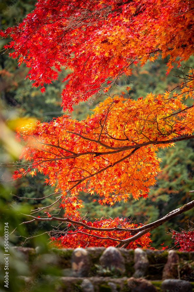 京都の紅葉 京都の紅葉