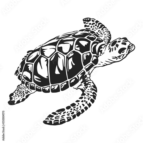 Sea turtle in black and white vector line art illustration