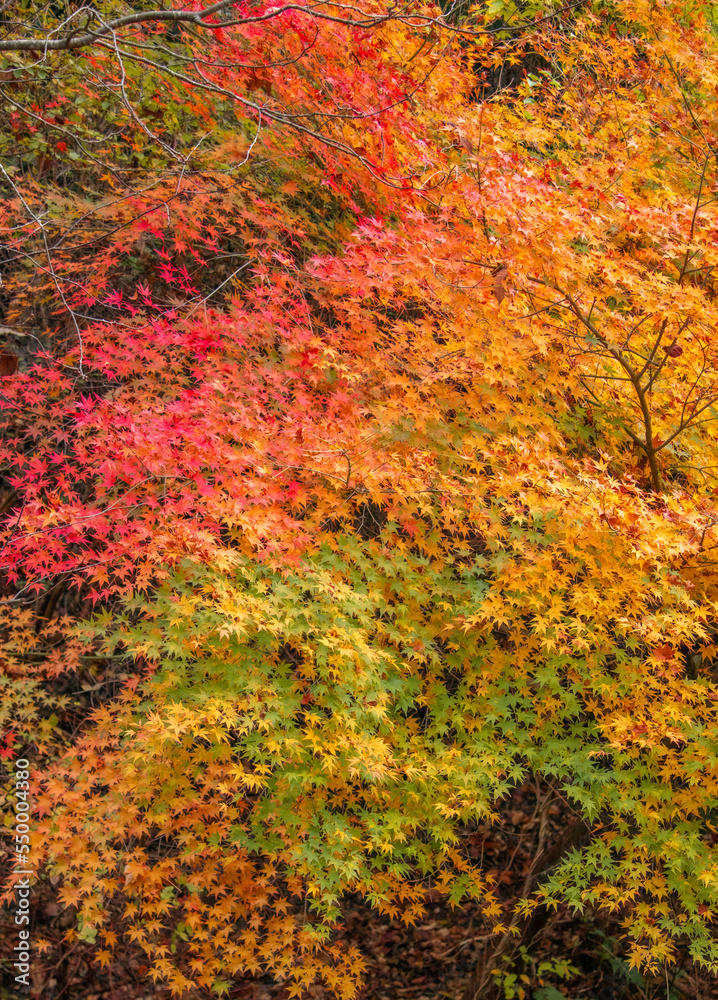 京都の紅葉