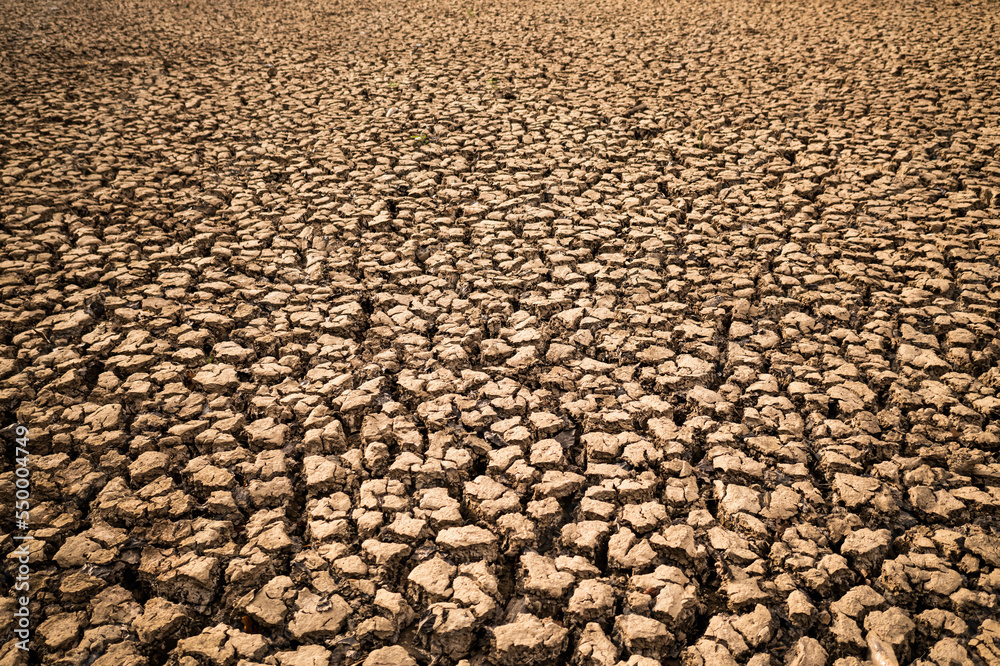 Drought season dry soil with cracks and dead shell animal due to climate change