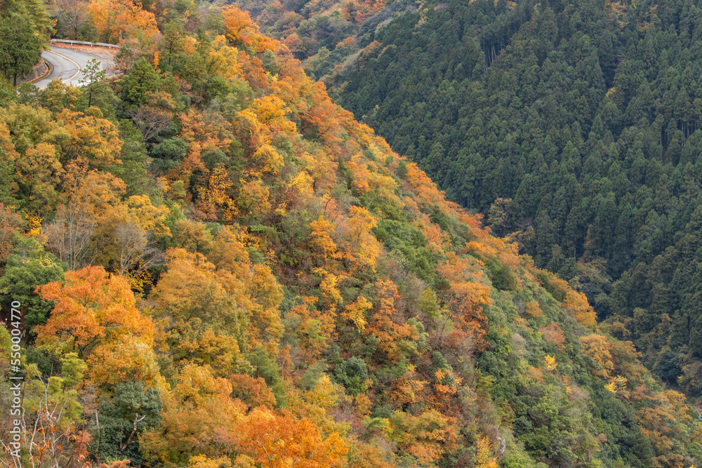 京都の紅葉 京都の紅葉